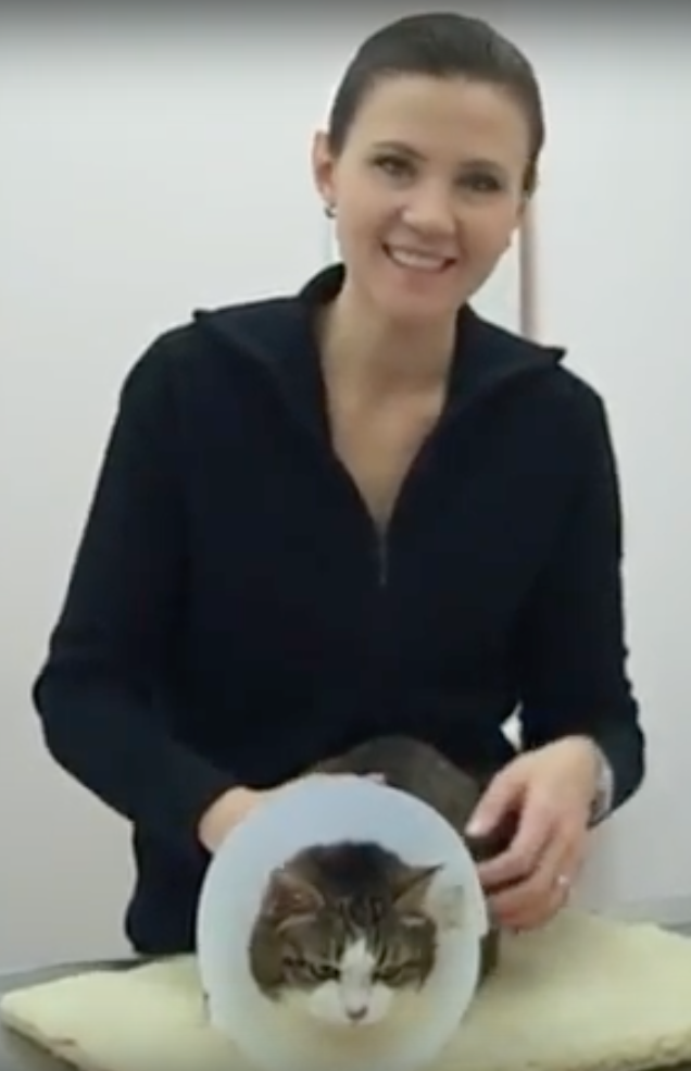 cat patient, Vétérinaire Versoix, Veterinaire Versoix, Versoix Veterinaire, Versoix Vétérinaire, cabinet vétérinaire versoix, cabinet veterinaire versoix, clinique vétérinaire versoix, vétérinaire de Garde Versoix,veterinaire de Garde Versoix, Cabinet Vétérinaire International