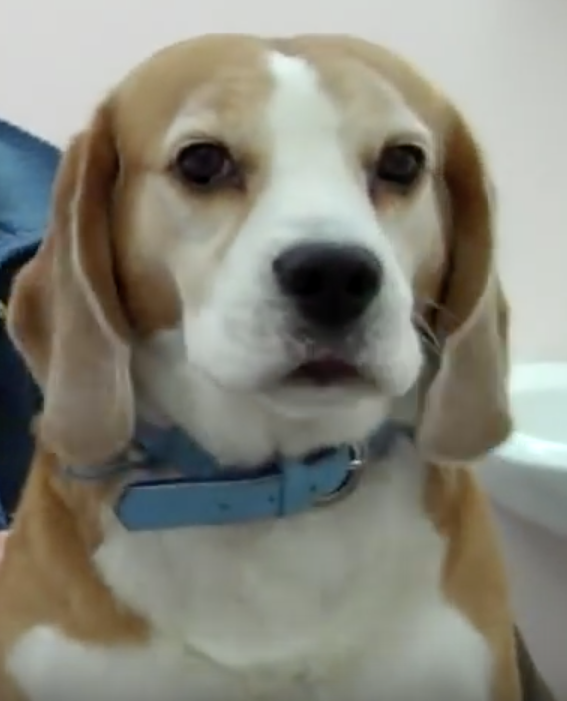 Beagle Smeagle, Vétérinaire Versoix, Veterinaire Versoix, Versoix Veterinaire, Versoix Vétérinaire, cabinet vétérinaire versoix, cabinet veterinaire versoix, clinique vétérinaire versoix, vétérinaire de Garde Versoix,veterinaire de Garde Versoix, Cabinet Vétérinaire International