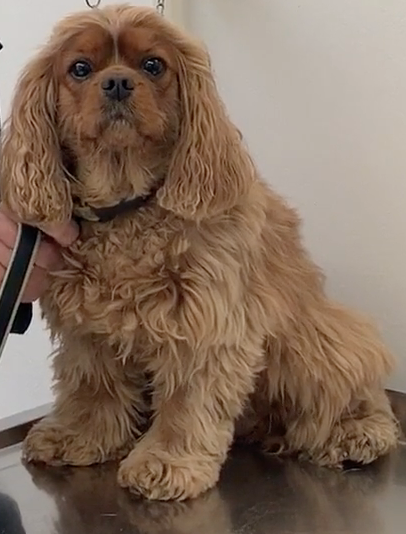 Vétérinaire Versoix, Veterinaire Versoix, Versoix Veterinaire, Versoix Vétérinaire, cabinet vétérinaire versoix, cabinet veterinaire versoix, clinique vétérinaire versoix, vétérinaire de Garde Versoix,veterinaire de Garde Versoix, Cabinet Vétérinaire International